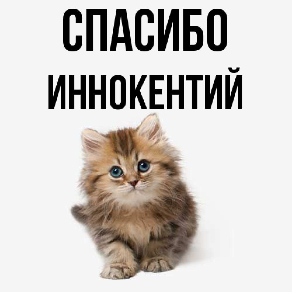 Открытка на каждый день с именем, Иннокентий Спасибо пушистый котик Прикольная открытка с пожеланием онлайн скачать бесплатно 
