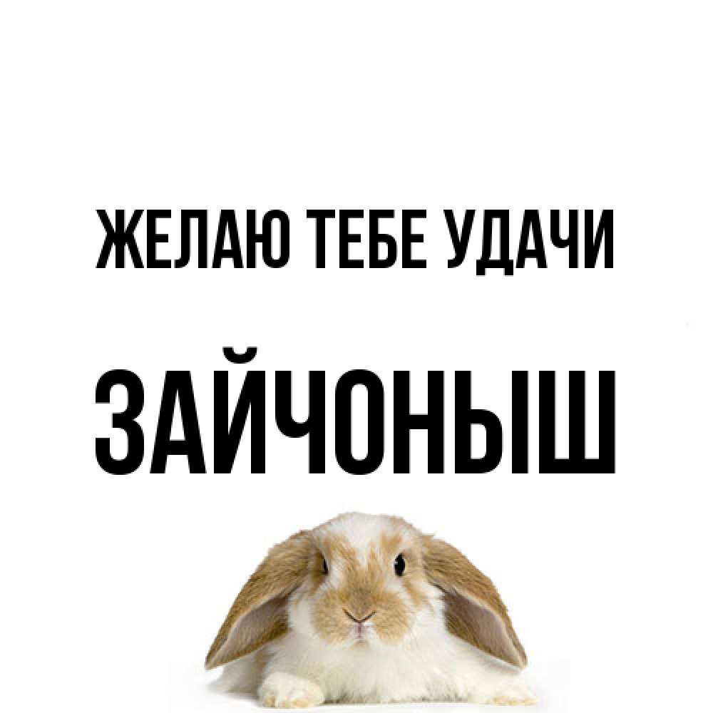 Открытка на каждый день с именем, зайчоныш Желаю тебе удачи открытки с произвольным текстом который можно вставить в открытку и создать ее самостоятельно бесплатно онлайн Прикольная открытка с пожеланием онлайн скачать бесплатно 