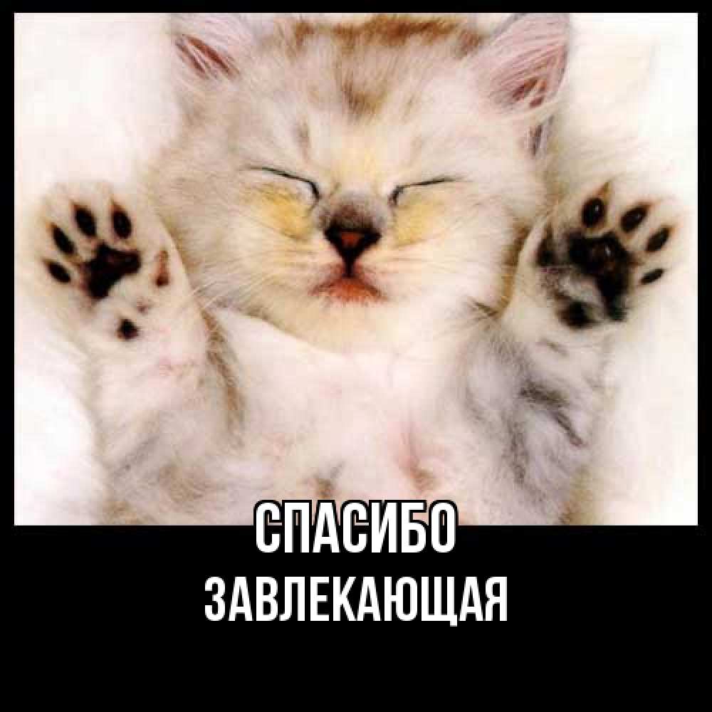 Открытка на каждый день с именем, завлекающая Спасибо маленький котенок Прикольная открытка с пожеланием онлайн скачать бесплатно 