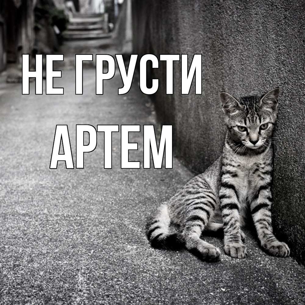 Открытка на каждый день с именем, Артем Не грусти скучающий котик Прикольная открытка с пожеланием онлайн скачать бесплатно 
