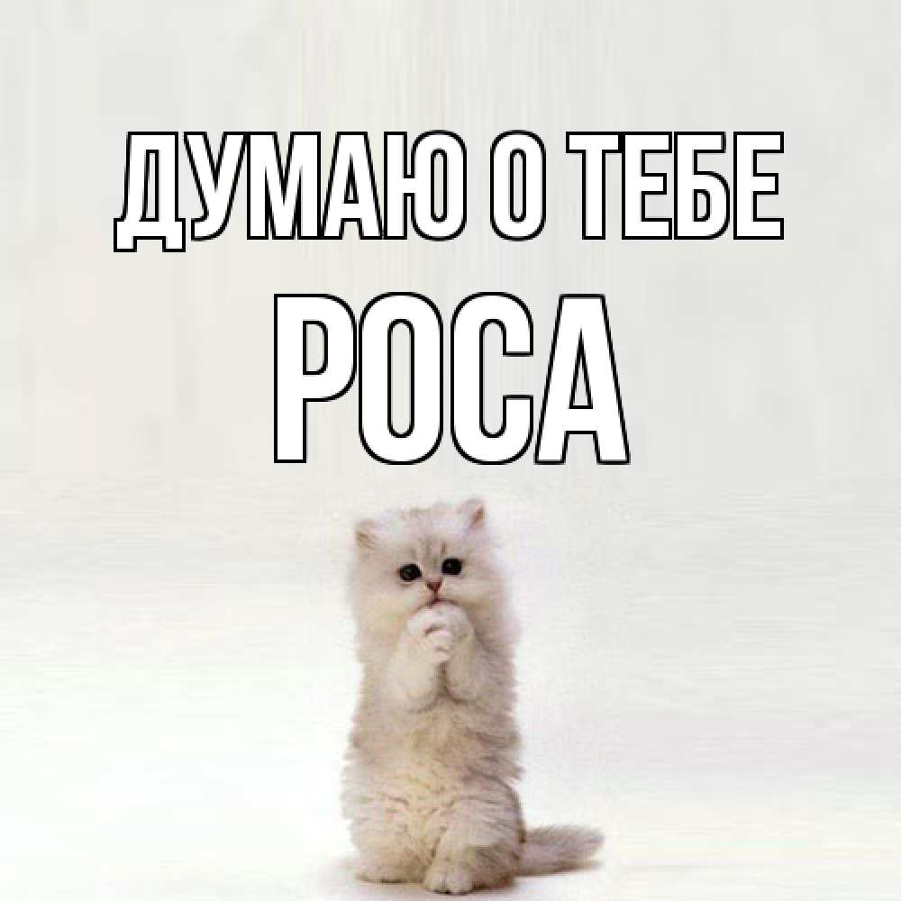 Открытка на каждый день с именем, Роса Думаю о тебе кот стоит на задних лапах Прикольная открытка с пожеланием онлайн скачать бесплатно 