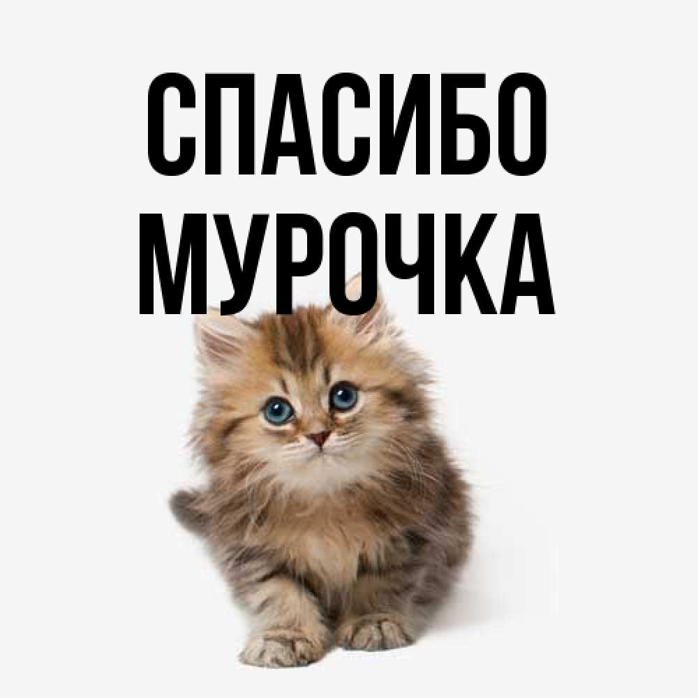 Открытка на каждый день с именем, Муpочка Спасибо пушистый котик Прикольная открытка с пожеланием онлайн скачать бесплатно 