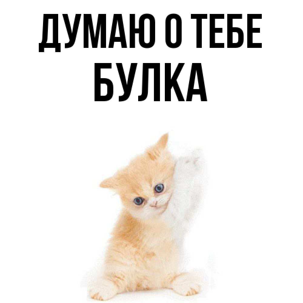Открытка на каждый день с именем, Булка Думаю о тебе зверушки и милота Прикольная открытка с пожеланием онлайн скачать бесплатно 