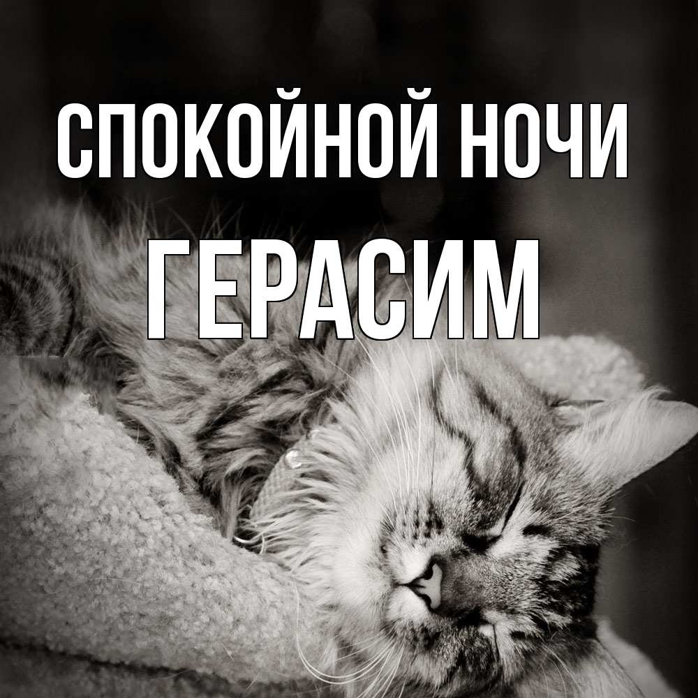 Открытка на каждый день с именем, Герасим Спокойной ночи котярик пушистый Прикольная открытка с пожеланием онлайн скачать бесплатно 