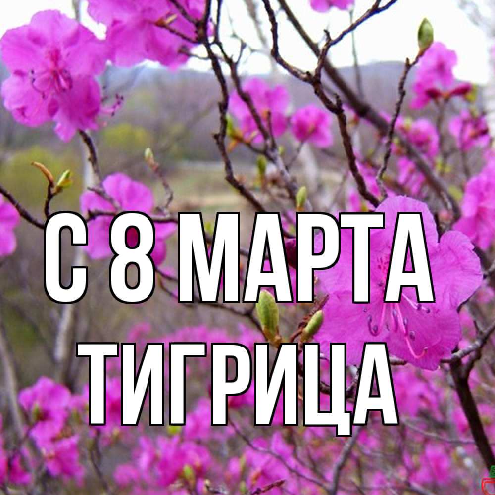 Открытка на каждый день с именем, Тигрица C 8 МАРТА международный женский день Прикольная открытка с пожеланием онлайн скачать бесплатно 