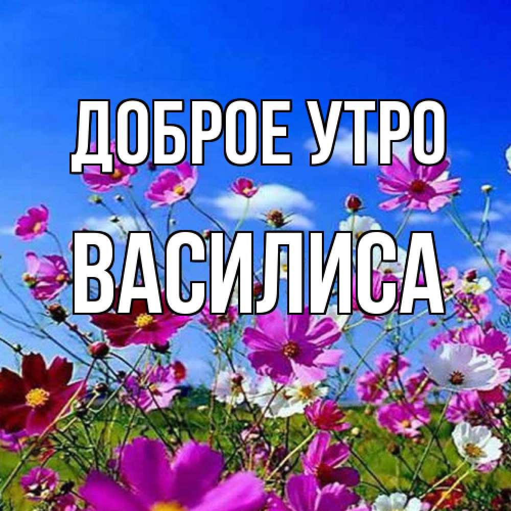 Открытка на каждый день с именем, Василиса Доброе утро сиреневые цветы Прикольная открытка с пожеланием онлайн скачать бесплатно 