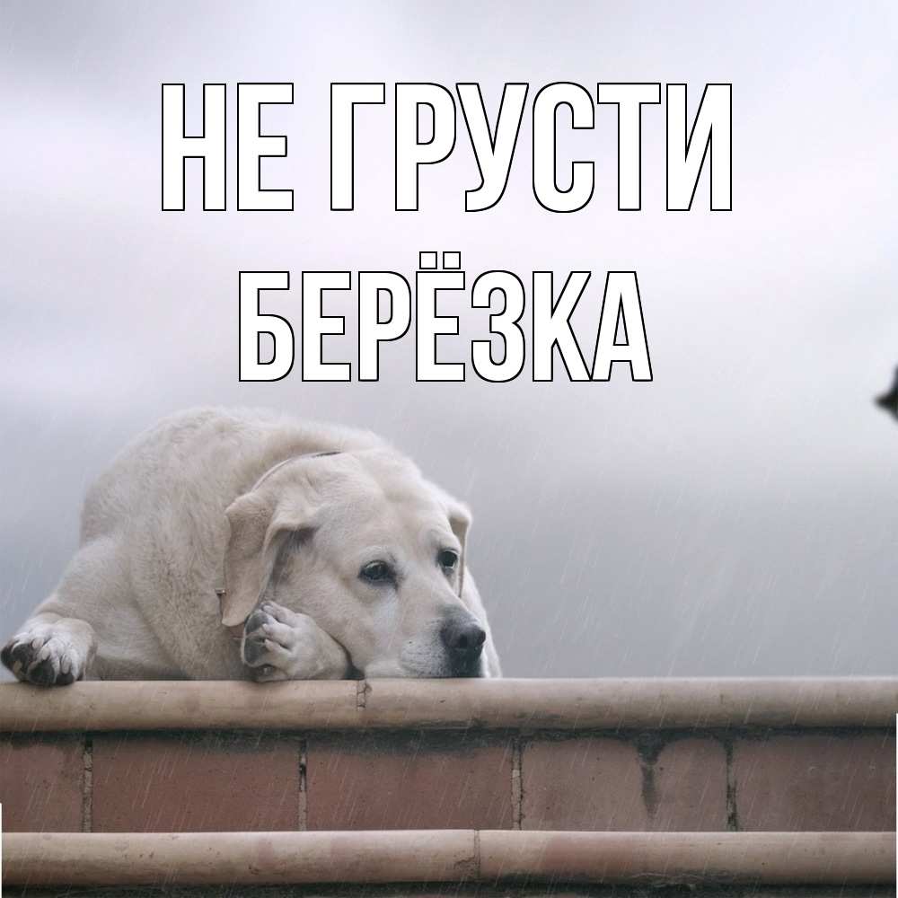 Открытка на каждый день с именем, Берёзка Не грусти белый пес 1 Прикольная открытка с пожеланием онлайн скачать бесплатно 