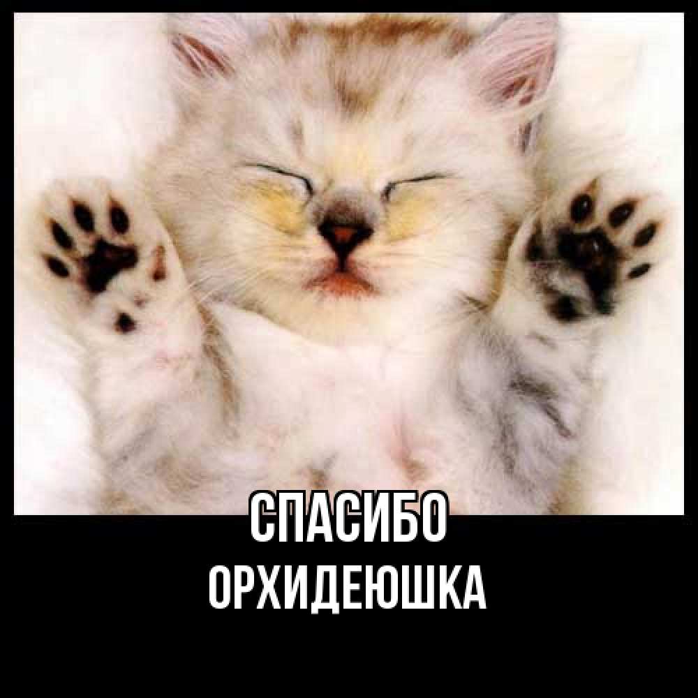 Открытка на каждый день с именем, Орхидеюшка Спасибо маленький котенок Прикольная открытка с пожеланием онлайн скачать бесплатно 