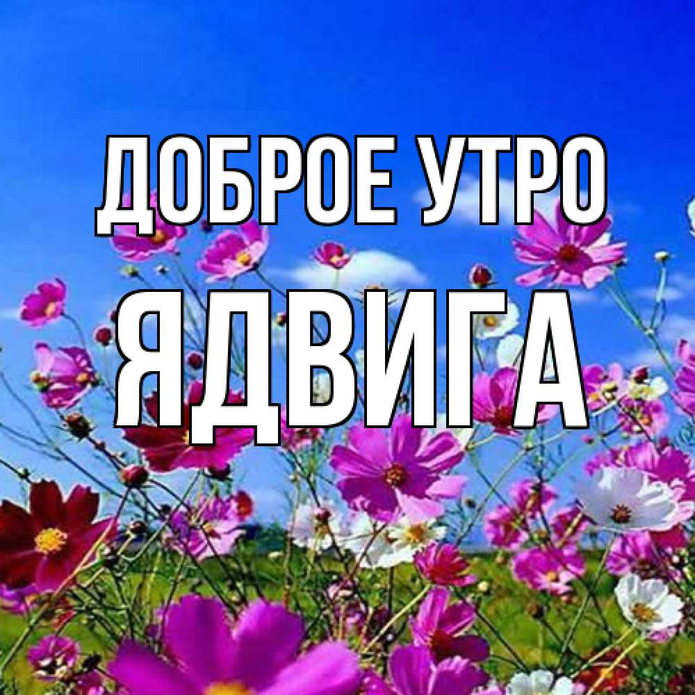 Открытка на каждый день с именем, Ядвига Доброе утро сиреневые цветы Прикольная открытка с пожеланием онлайн скачать бесплатно 