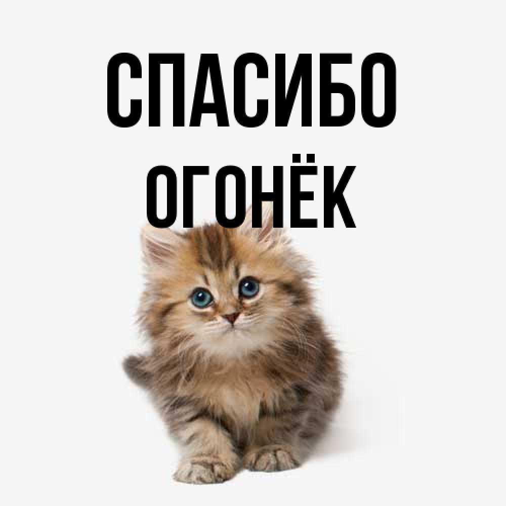 Открытка на каждый день с именем, Огонёк Спасибо пушистый котик Прикольная открытка с пожеланием онлайн скачать бесплатно 