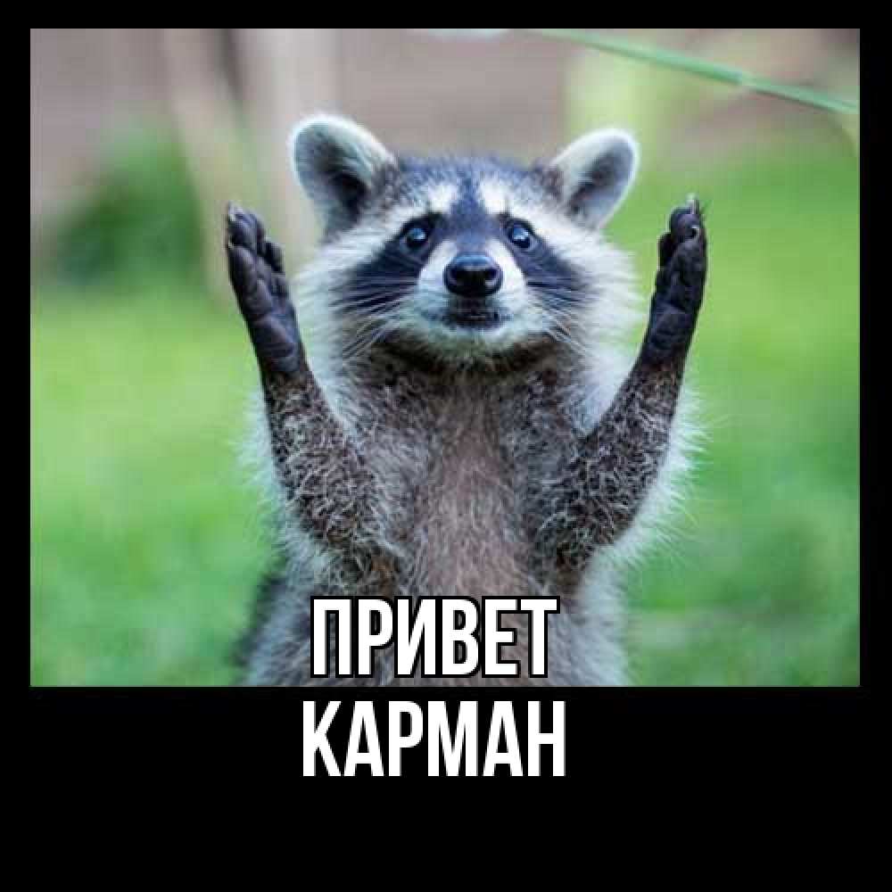Открытка на каждый день с именем, Карман Привет животные Прикольная открытка с пожеланием онлайн скачать бесплатно 