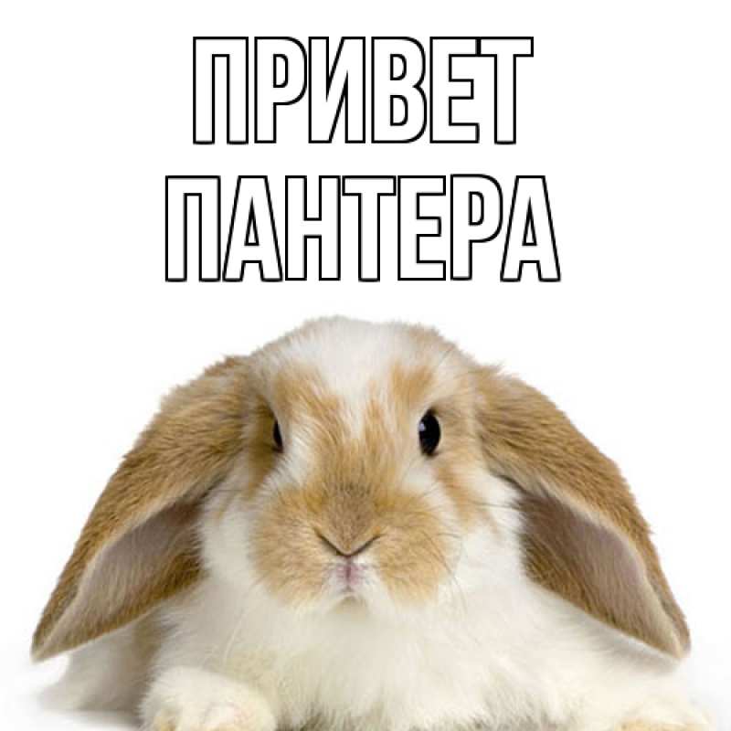 Открытка с именем, Пантера, Привет