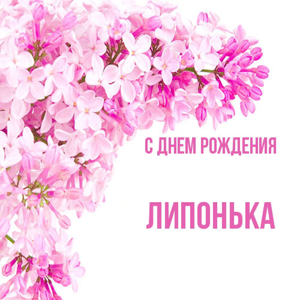 Открытка на каждый день с именем, Липонька С днем рождения Сирень на белом фоне Прикольная открытка с пожеланием онлайн скачать бесплатно 
