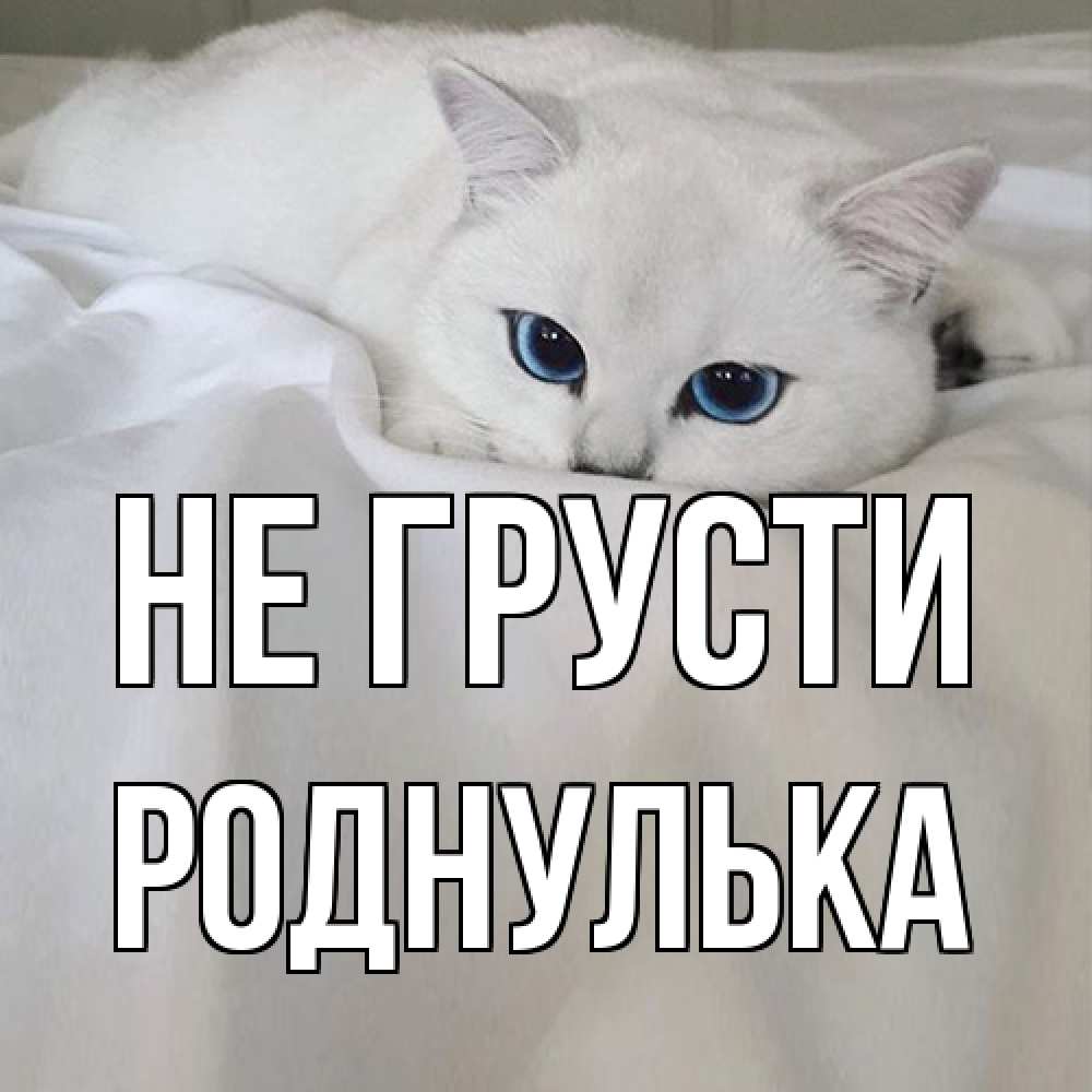 Открытка на каждый день с именем, Роднулька Не грусти белый кот с голубыми глазами на белоснежной кровати Прикольная открытка с пожеланием онлайн скачать бесплатно 