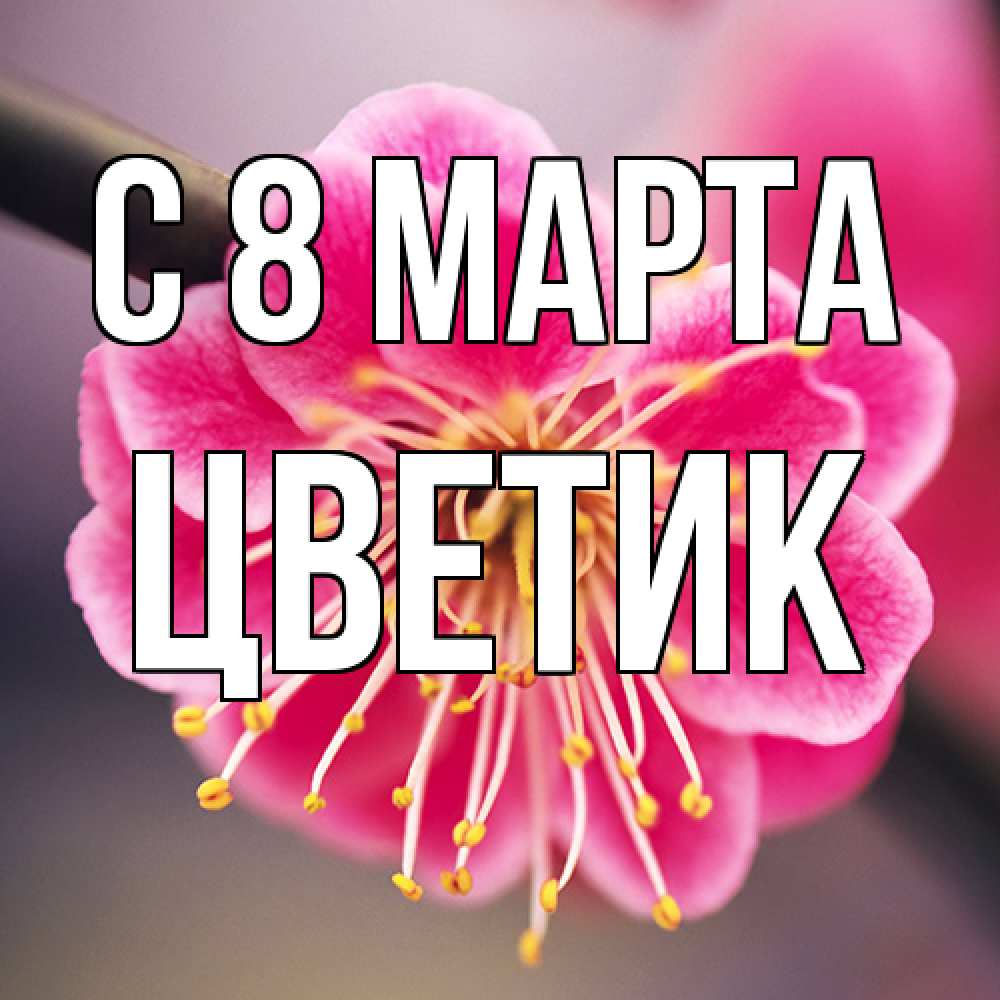 Открытка на каждый день с именем, цветик C 8 МАРТА цветы Прикольная открытка с пожеланием онлайн скачать бесплатно 