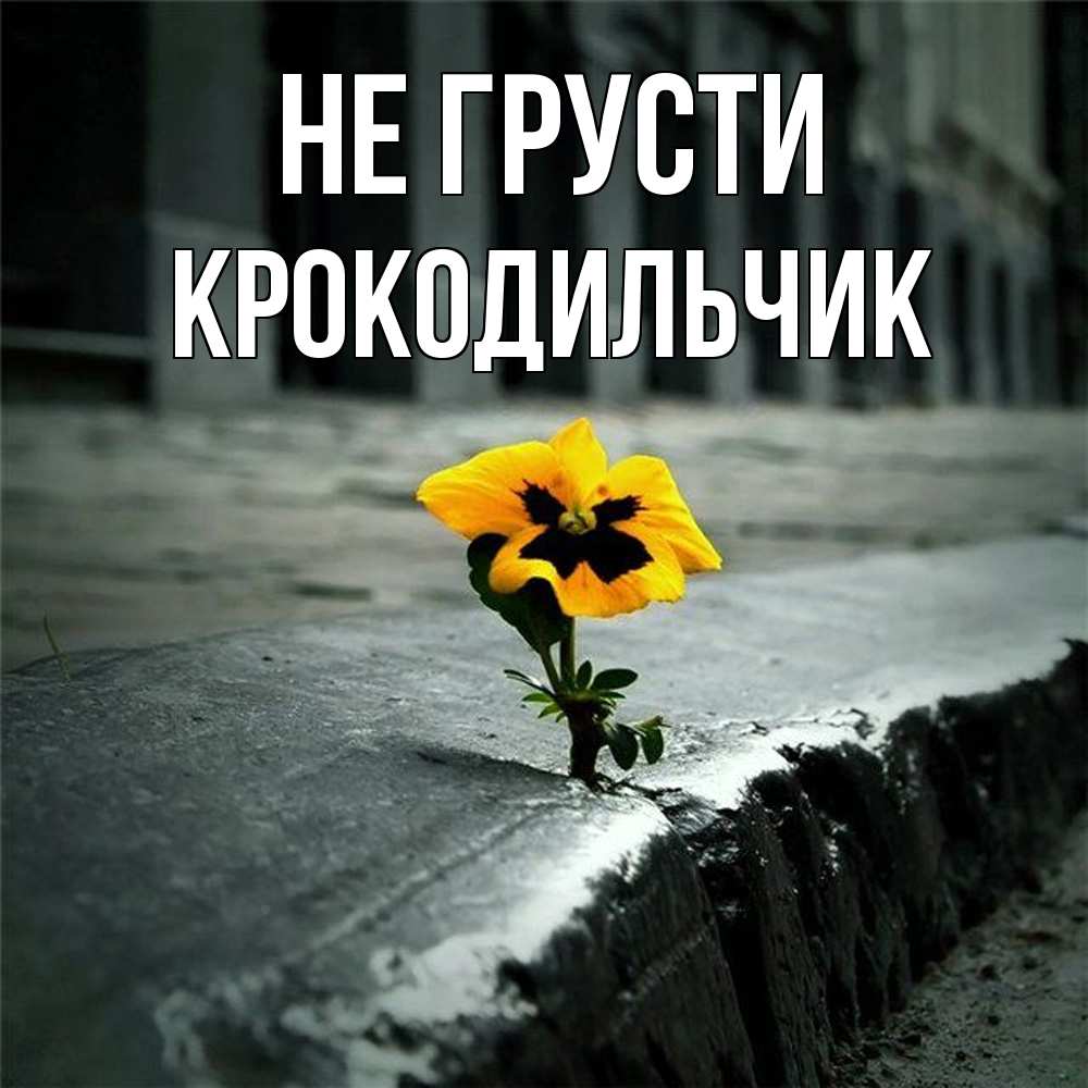 Открытка на каждый день с именем, Крокодильчик Не грусти не сдавайся Прикольная открытка с пожеланием онлайн скачать бесплатно 