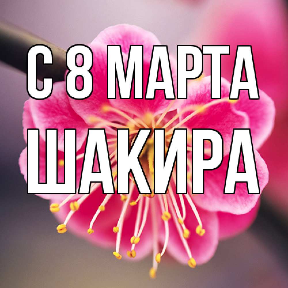 Открытка на каждый день с именем, Шакира C 8 МАРТА цветы Прикольная открытка с пожеланием онлайн скачать бесплатно 