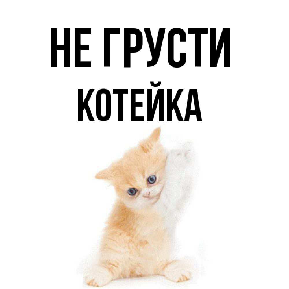 Открытка на каждый день с именем, Котейка Не грусти просящий кот Прикольная открытка с пожеланием онлайн скачать бесплатно 