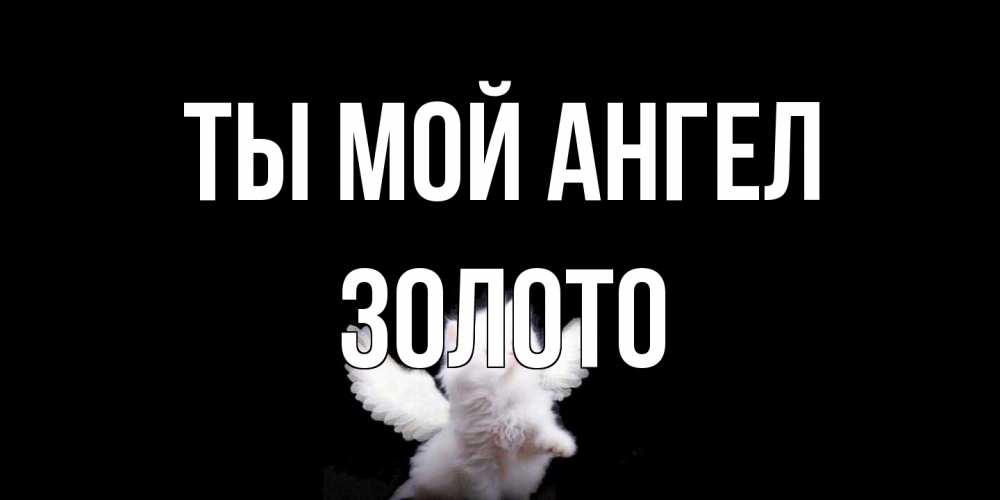 Открытка на каждый день с именем, Золото Ты мой ангел Кот ангел Прикольная открытка с пожеланием онлайн скачать бесплатно 