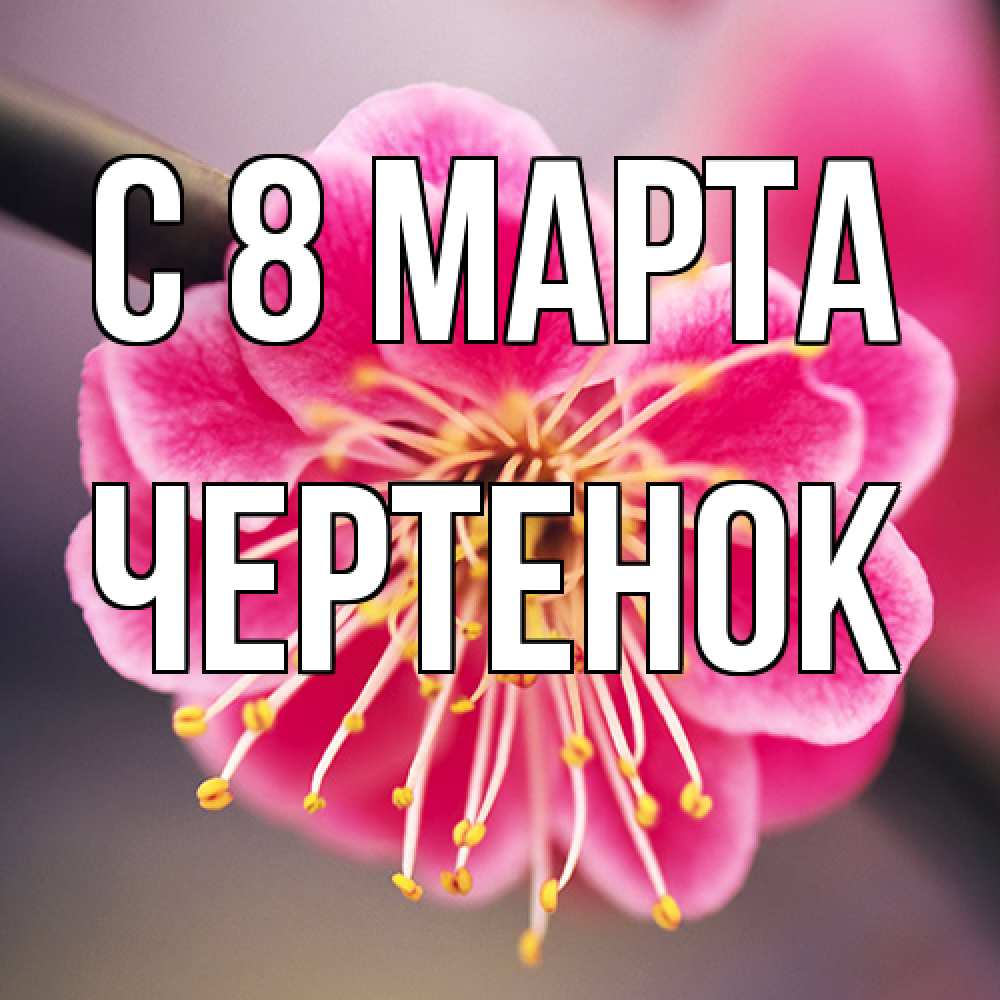 Открытка на каждый день с именем, чеpтенок C 8 МАРТА цветы Прикольная открытка с пожеланием онлайн скачать бесплатно 