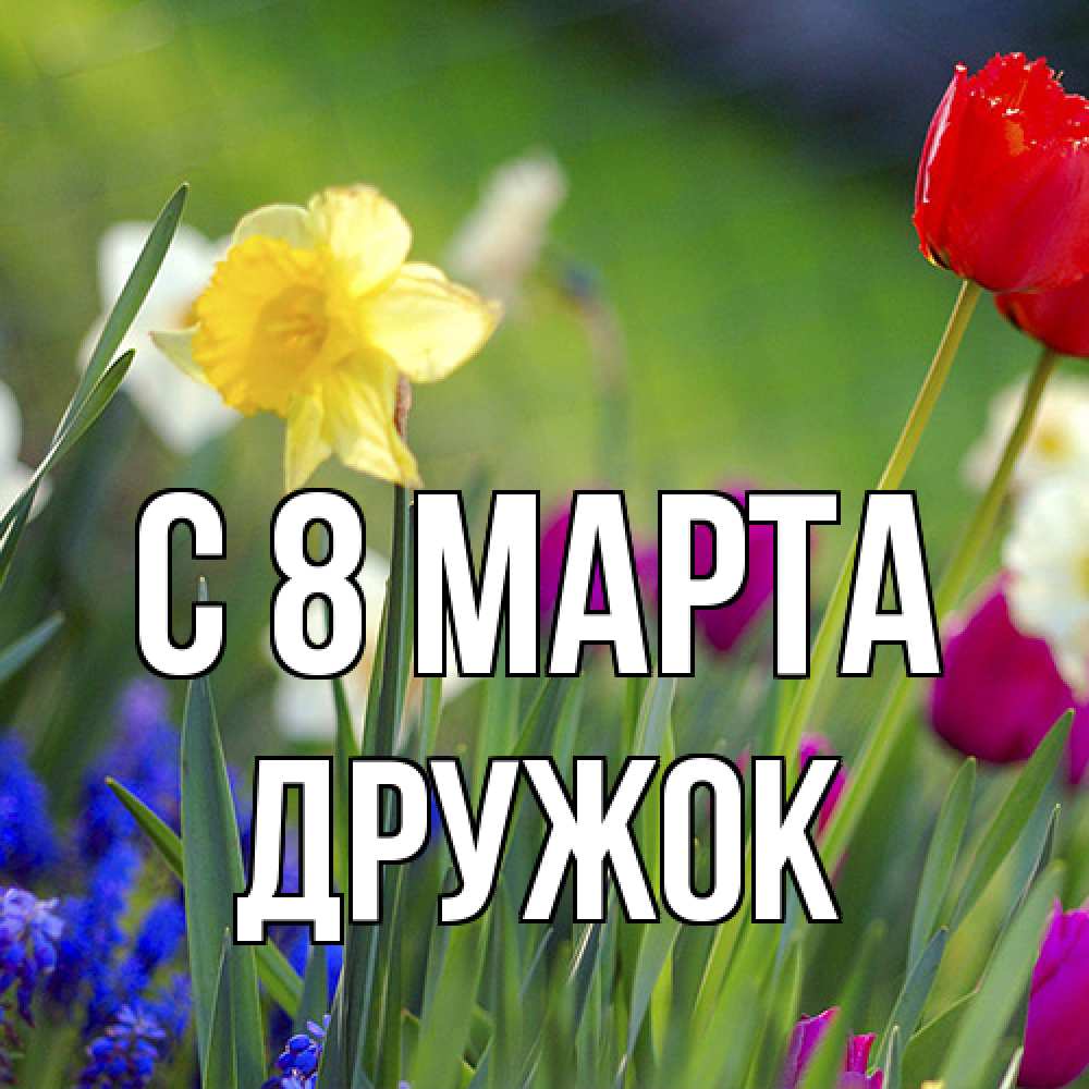 Открытка на каждый день с именем, Дружок C 8 МАРТА международный женский день 3 Прикольная открытка с пожеланием онлайн скачать бесплатно 