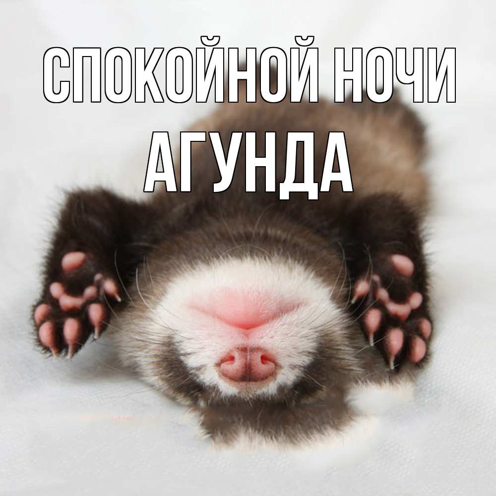 Открытка на каждый день с именем, Агунда Спокойной ночи зверек Прикольная открытка с пожеланием онлайн скачать бесплатно 