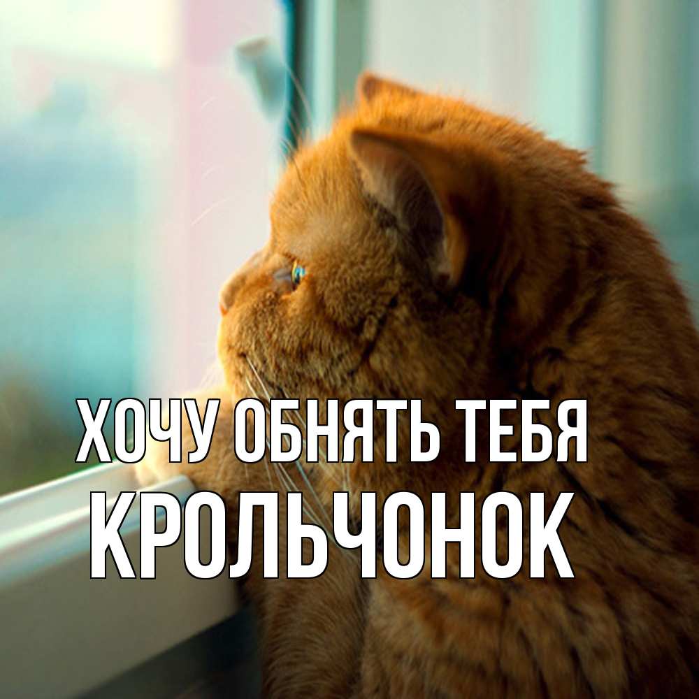 Открытка на каждый день с именем, Крольчонок Хочу обнять тебя большой огромный рыжий котяра Прикольная открытка с пожеланием онлайн скачать бесплатно 