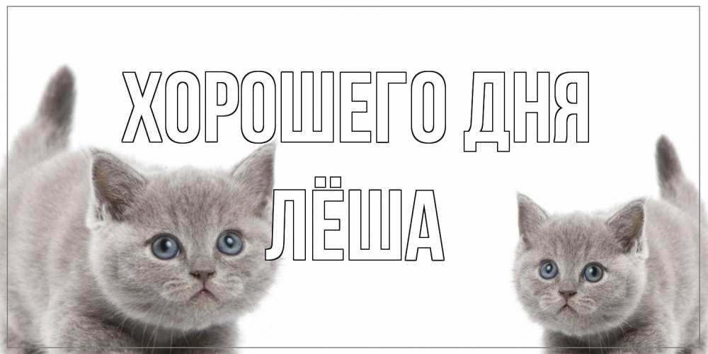 Открытка на каждый день с именем, Лёша Хорошего дня открытка с котами Прикольная открытка с пожеланием онлайн скачать бесплатно 