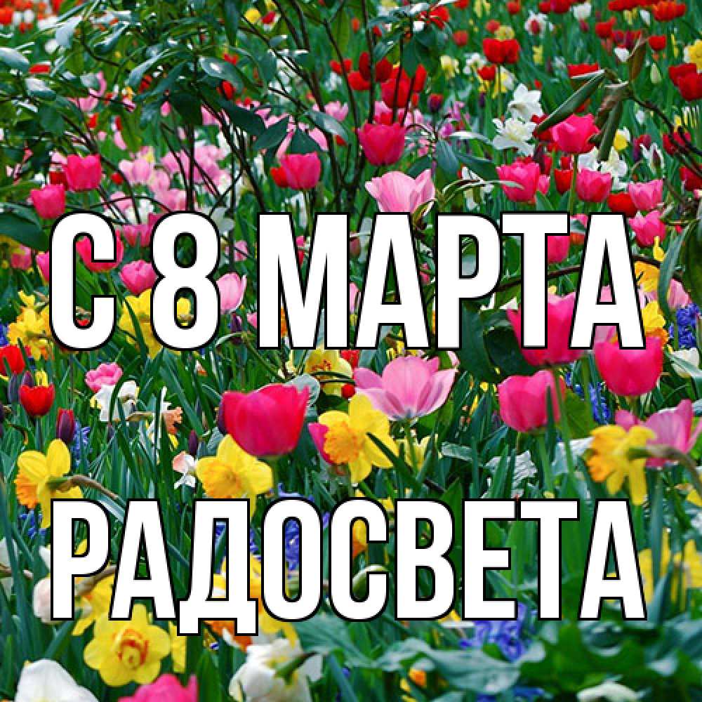 Открытка на каждый день с именем, Радосвета C 8 МАРТА с международным женским днем поздравления для женщины Прикольная открытка с пожеланием онлайн скачать бесплатно 