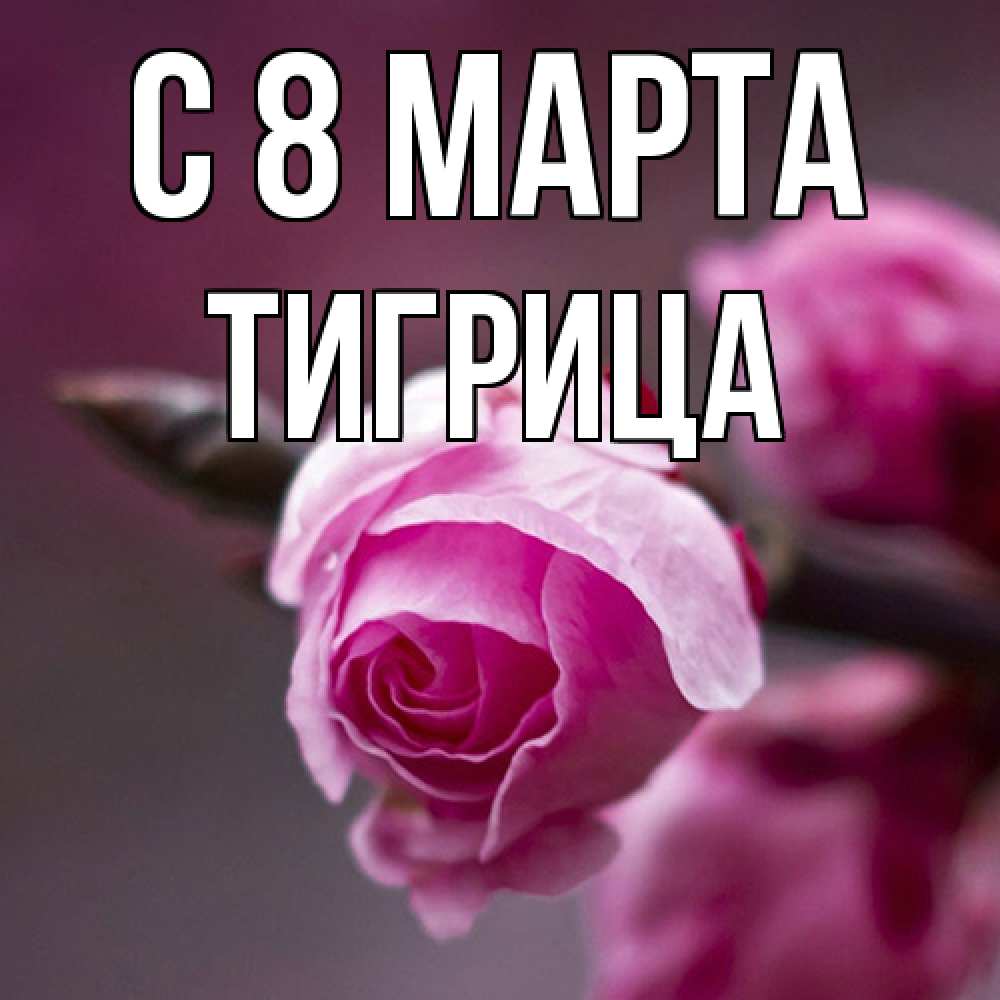 Открытка на каждый день с именем, Тигрица C 8 МАРТА весна Прикольная открытка с пожеланием онлайн скачать бесплатно 