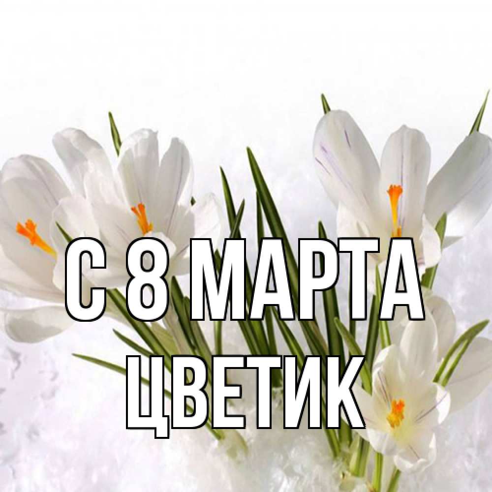 Открытка на каждый день с именем, цветик C 8 МАРТА под снегом Прикольная открытка с пожеланием онлайн скачать бесплатно 