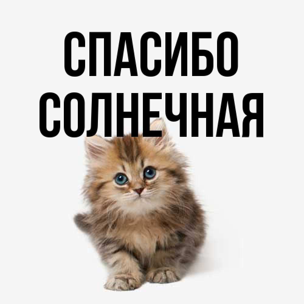 Открытка на каждый день с именем, солнечная Спасибо пушистый котик Прикольная открытка с пожеланием онлайн скачать бесплатно 