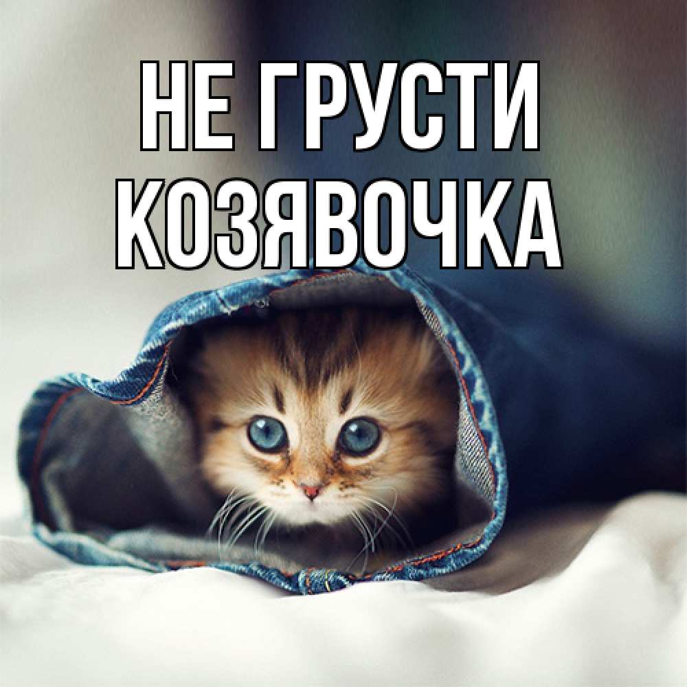 Открытка на каждый день с именем, Козявочка Не грусти кот в одежде Прикольная открытка с пожеланием онлайн скачать бесплатно 