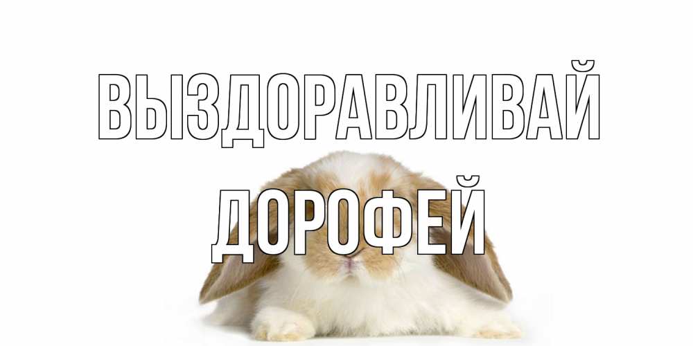Открытка на каждый день с именем, Дорофей Выздоравливай вислоухий кролик белого и коричневого цвета Прикольная открытка с пожеланием онлайн скачать бесплатно 