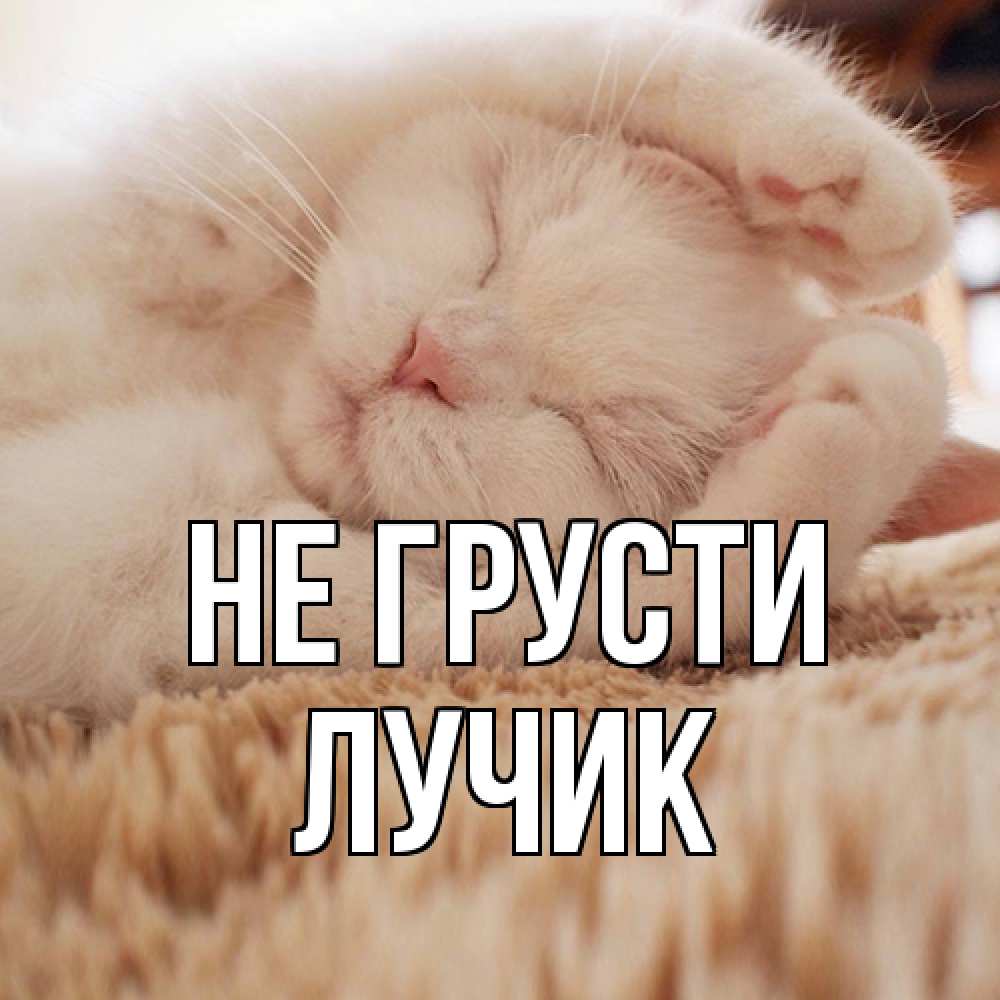 Открытка на каждый день с именем, Лучик Не грусти белый кот Прикольная открытка с пожеланием онлайн скачать бесплатно 