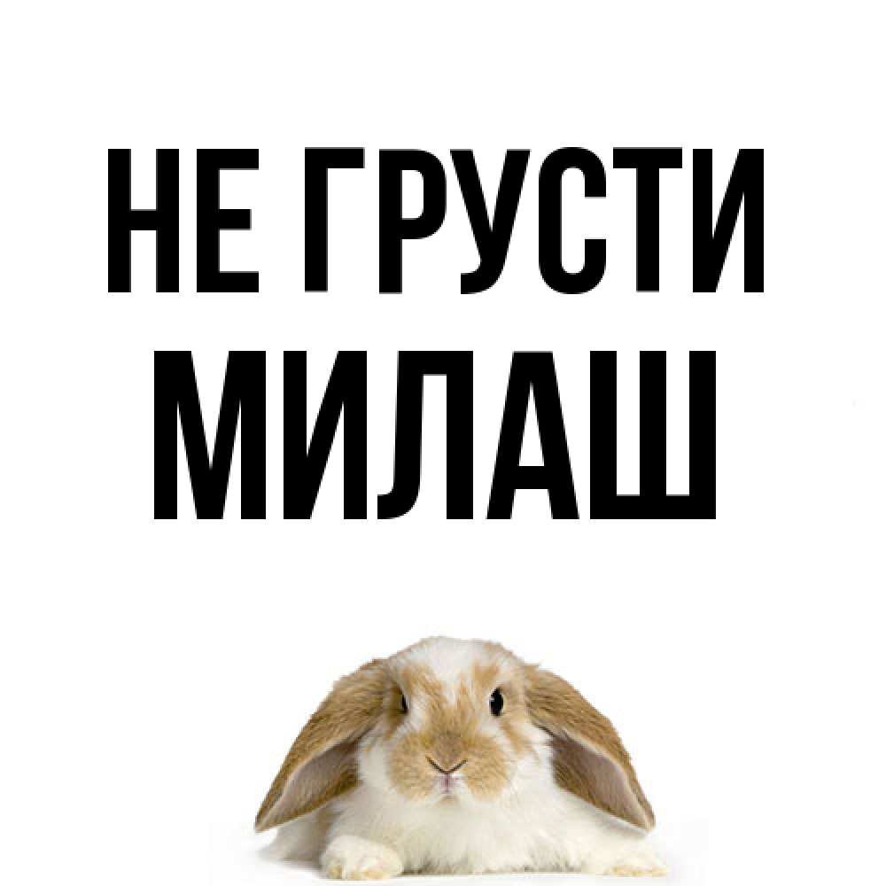 Открытка на каждый день с именем, Милаш Не грусти коричнево белый заяц с большими ушками Прикольная открытка с пожеланием онлайн скачать бесплатно 
