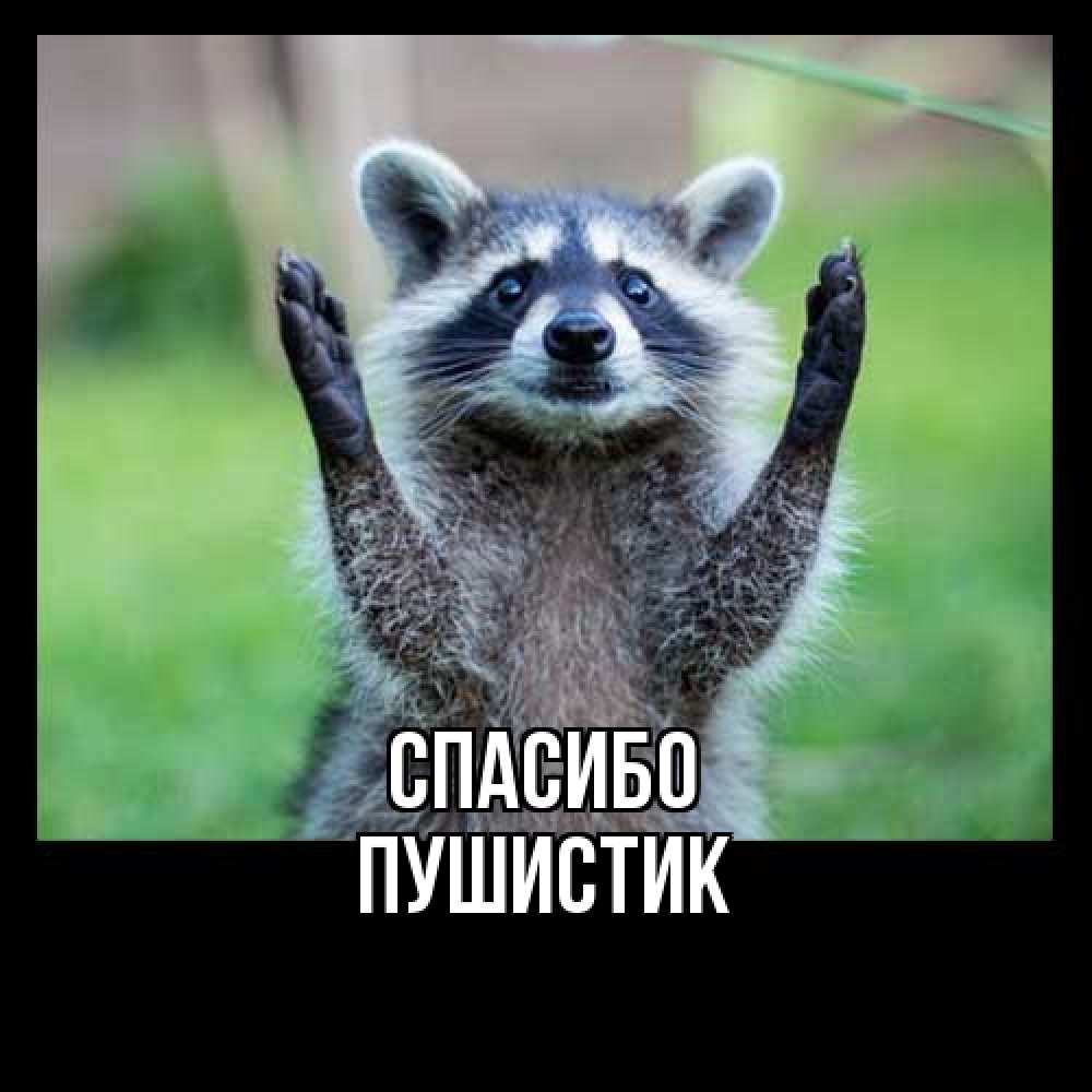 Открытка на каждый день с именем, Пушистик Спасибо милые животные Прикольная открытка с пожеланием онлайн скачать бесплатно 