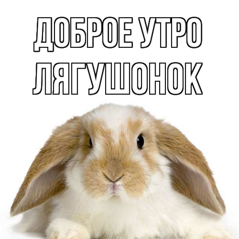 Картинка Доброе утро, лягушонок