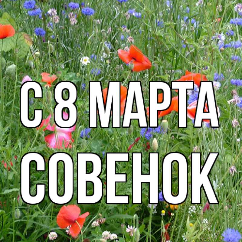 Картинка C 8 МАРТА, совенок