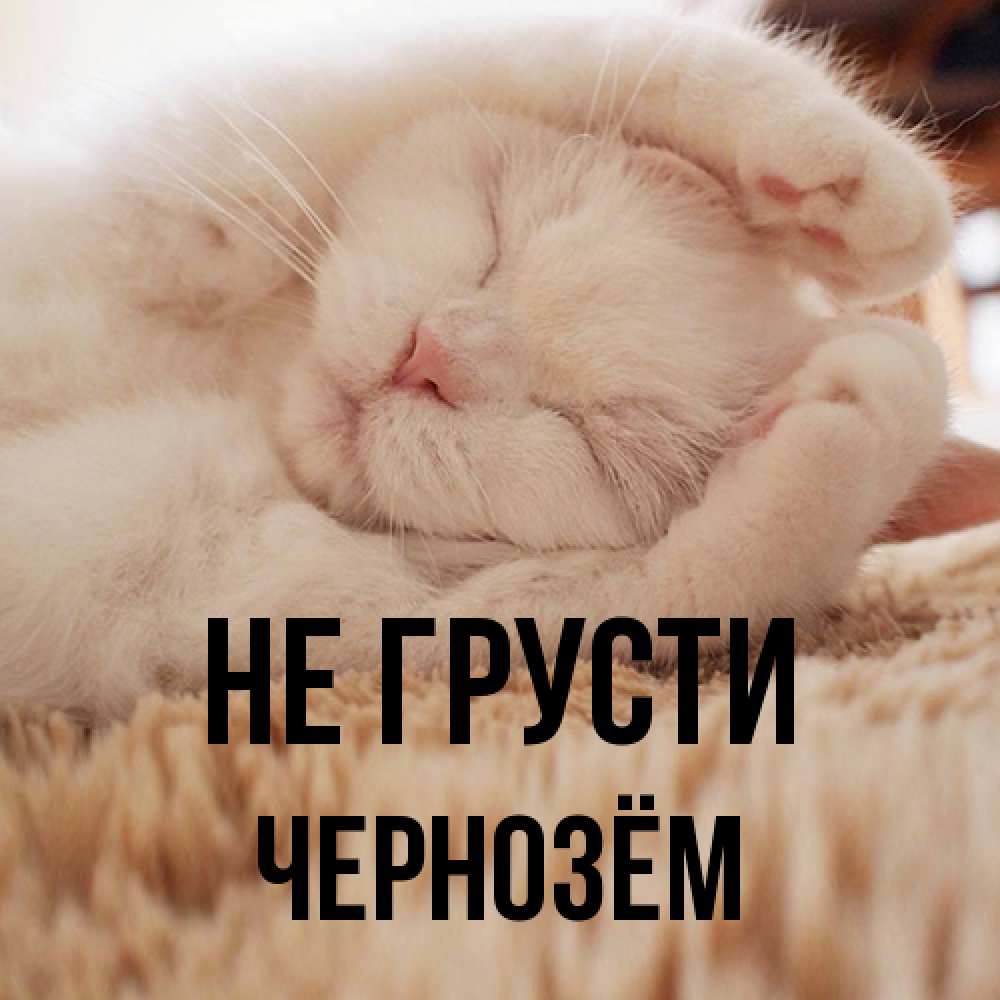 Открытка на каждый день с именем, Чернозём Не грусти Котенок спит Прикольная открытка с пожеланием онлайн скачать бесплатно 