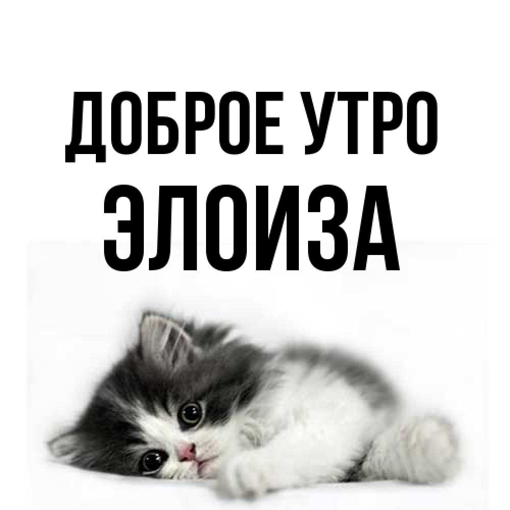 Открытка на каждый день с именем, Элоиза Доброе утро кот лапки Прикольная открытка с пожеланием онлайн скачать бесплатно 