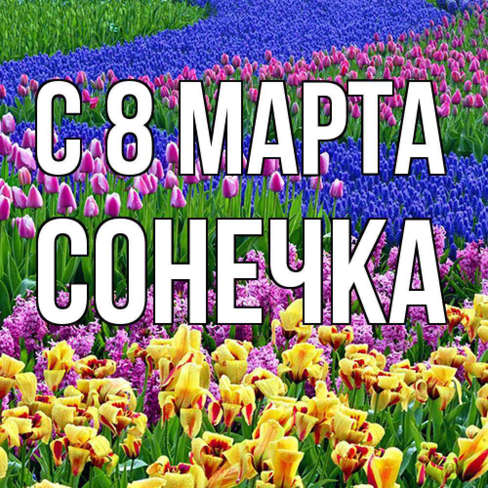 Открытка на каждый день с именем, Сонечка C 8 МАРТА цветы Прикольная открытка с пожеланием онлайн скачать бесплатно 
