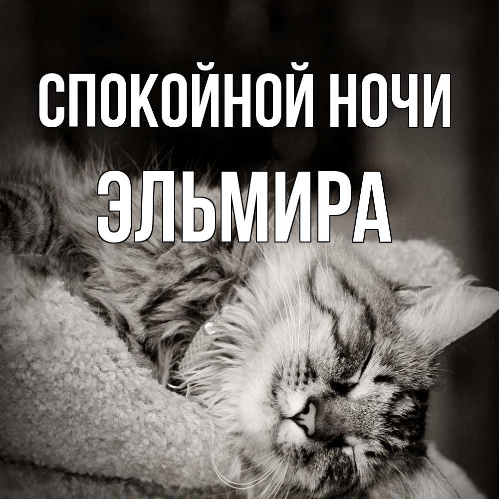 Открытка на каждый день с именем, Эльмира Спокойной ночи котярик пушистый Прикольная открытка с пожеланием онлайн скачать бесплатно 