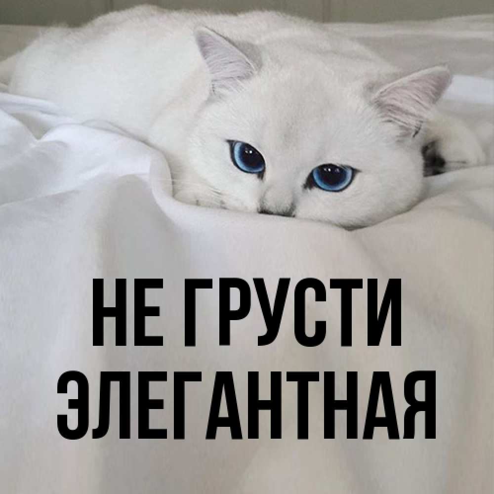 Открытка на каждый день с именем, элегантная Не грусти Голубоглазая кошка Прикольная открытка с пожеланием онлайн скачать бесплатно 