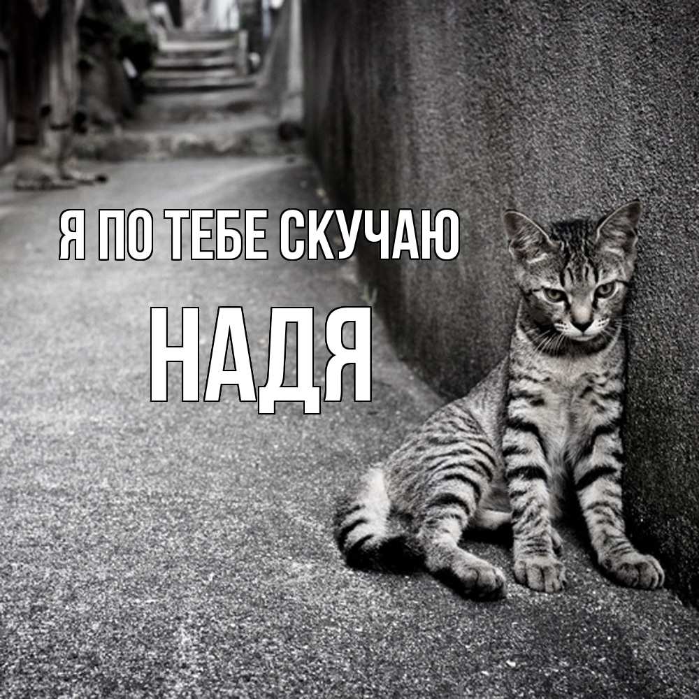 Открытка на каждый день с именем, Надя Я по тебе скучаю одиноко котику Прикольная открытка с пожеланием онлайн скачать бесплатно 
