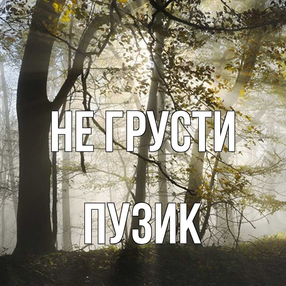 Открытка на каждый день с именем, Пузик Не грусти лес и свет Прикольная открытка с пожеланием онлайн скачать бесплатно 
