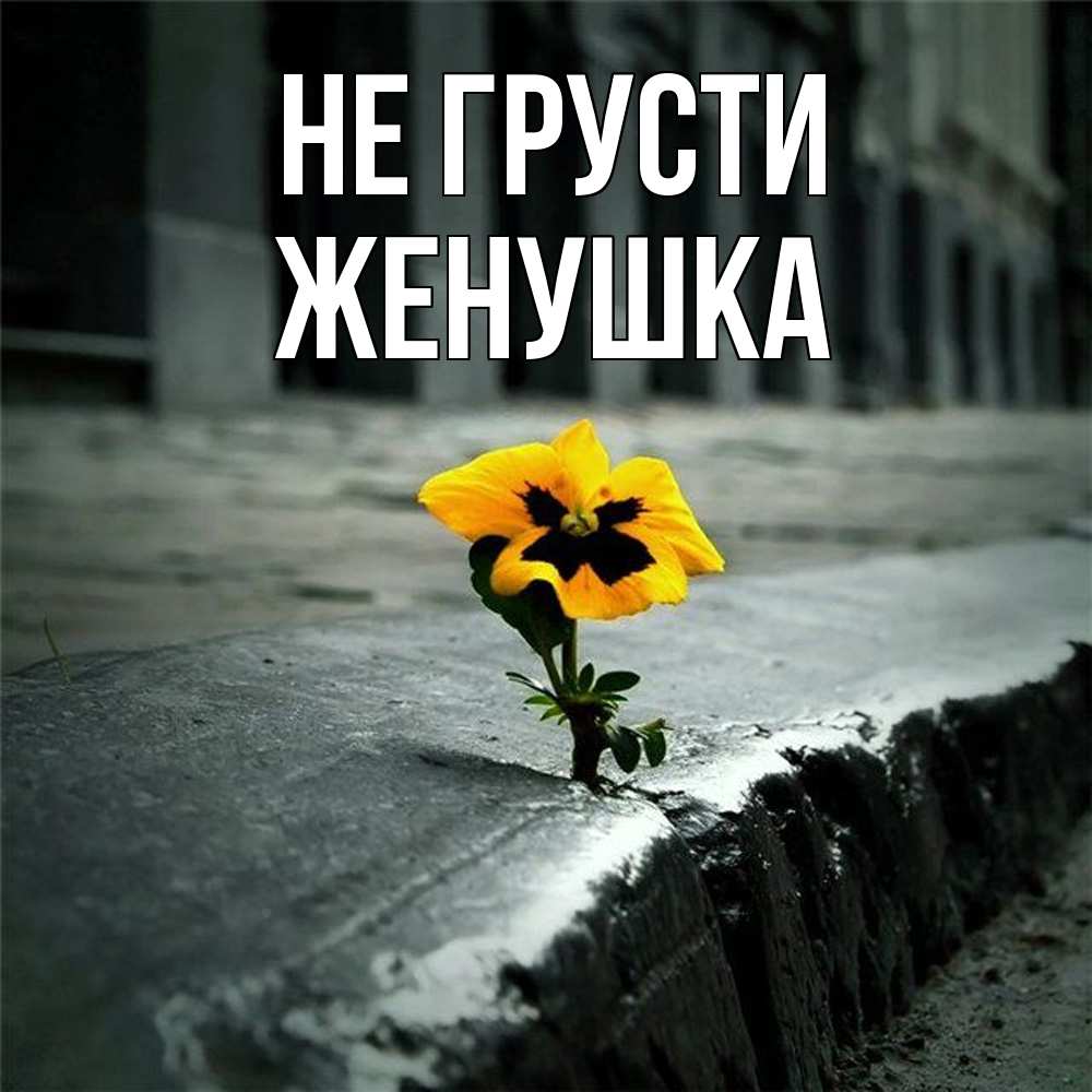 Открытка на каждый день с именем, женушка Не грусти не сдавайся Прикольная открытка с пожеланием онлайн скачать бесплатно 