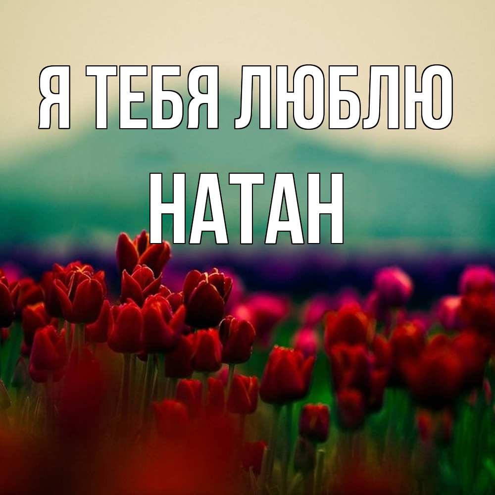 Открытка на каждый день с именем, Натан Я тебя люблю тюльпаны 4 Прикольная открытка с пожеланием онлайн скачать бесплатно 