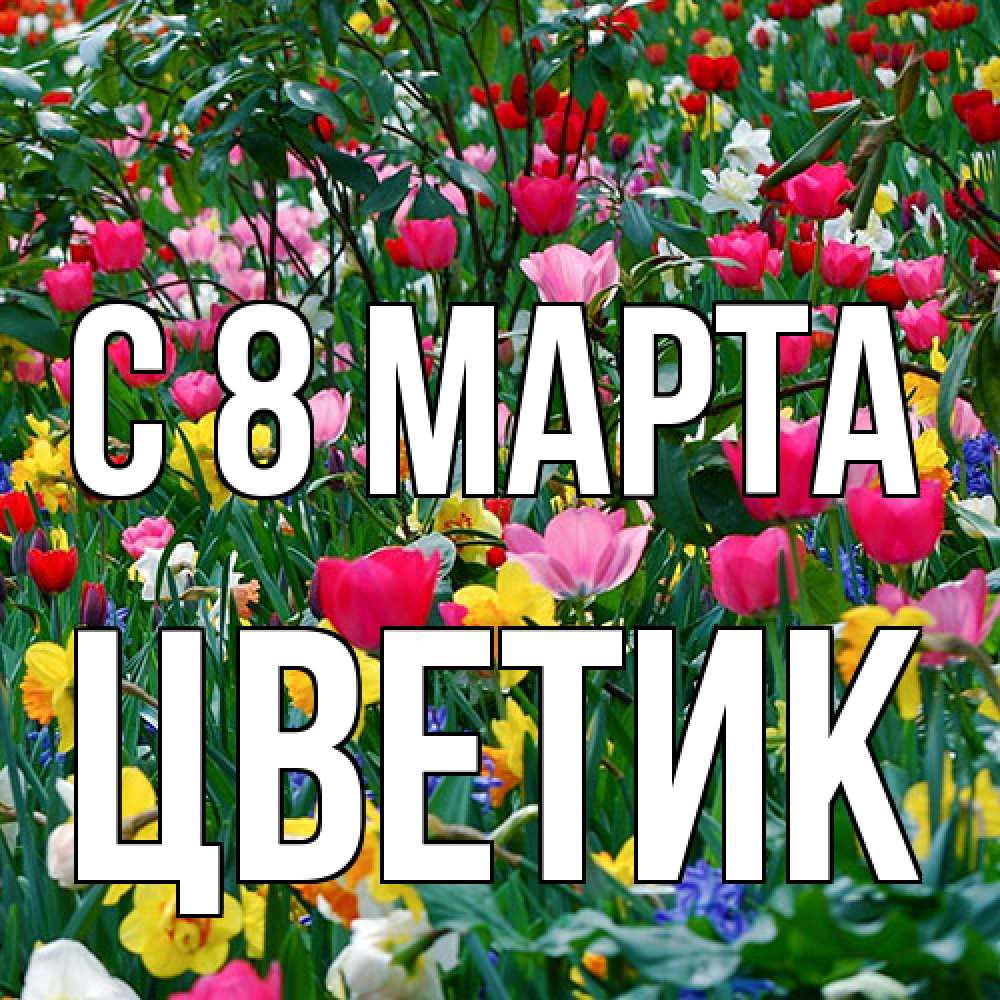 Открытка на каждый день с именем, цветик C 8 МАРТА с международным женским днем поздравления для женщины Прикольная открытка с пожеланием онлайн скачать бесплатно 
