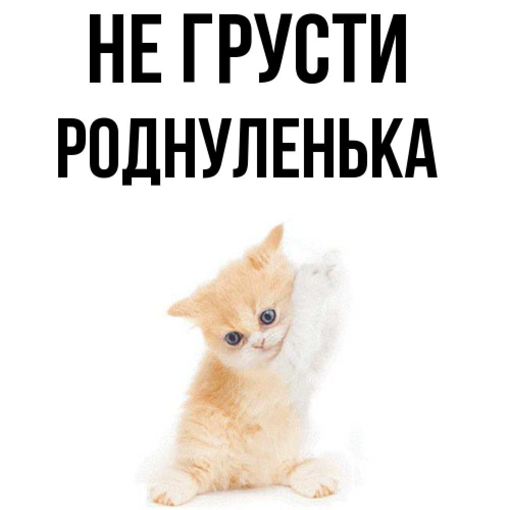 Открытка на каждый день с именем, Роднуленька Не грусти просящий кот Прикольная открытка с пожеланием онлайн скачать бесплатно 